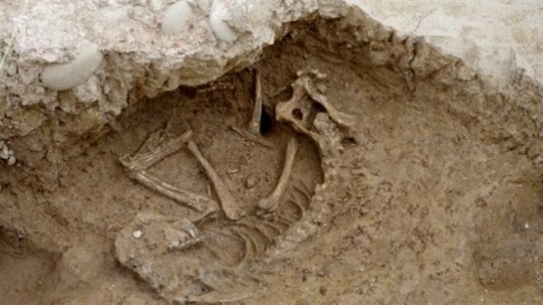 Dalle antiche terme riemerge un cane vissuto duemila anni fa  Lo scheletro era sotto la Domus Aemilia, risalente al II-I secolo a.C.