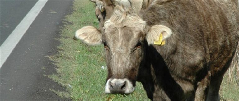 Ecco le mucche anti-roghi Sono delle vere sentinelle contro gli incndi