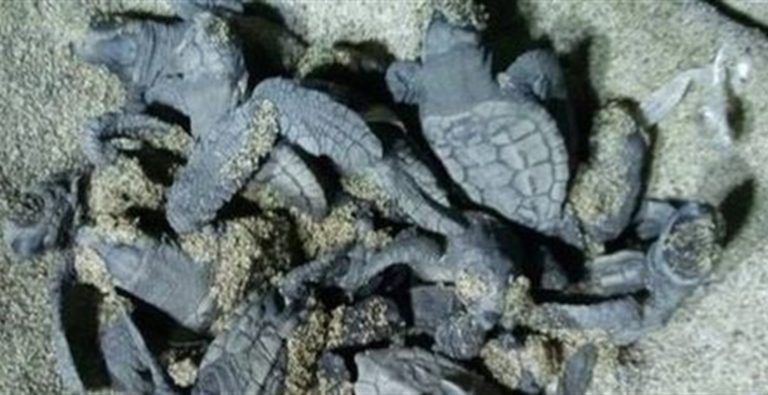 Ascea, nate 84 tartarughe caretta caretta Si rinnova il miracolo dell nascita nel Cilento