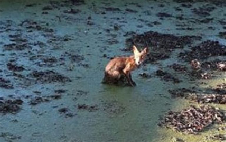 Salvata una volpe finita nella vasca del Real Bosco di Capodimonte