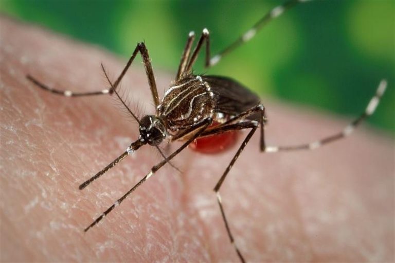 Zanzare letali, causano 725 mila morti all’anno. Ecco il decalogo per difendersi