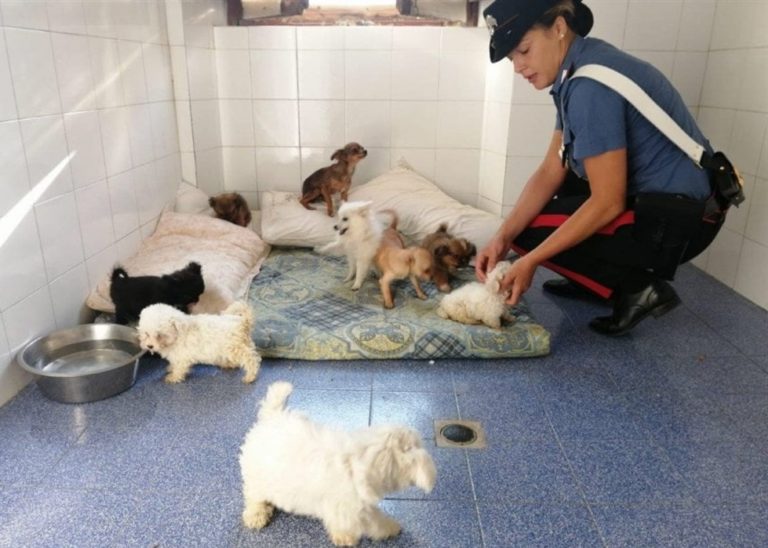 Traffico illegale di cani: dalla Serbia all’Italia. Blitz dei carabinieri forestali