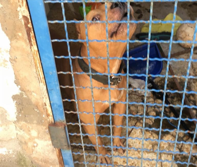 Due cani pitbull di un detenuto erano nascosti in una gabbia e curati dal figlio minorenne