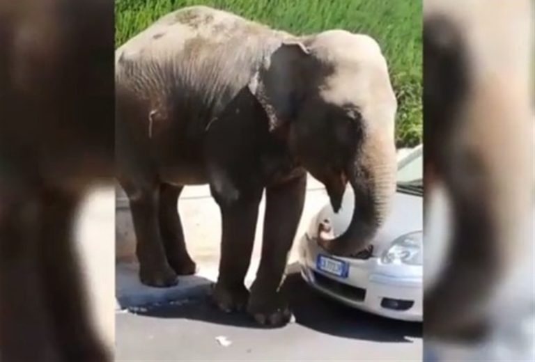 L’elefante in giro per strada dopo la fuga dal circo