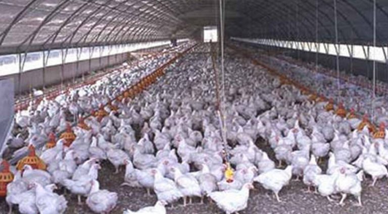 Rischio influenza aviaria, sequestrate 32mila uova