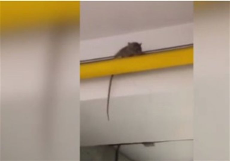 Studenti scoprono un topo nella cucina dell’istituto: rischiano la sospensione