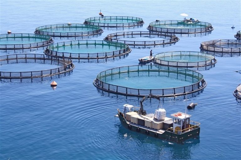 Stop plastica, arrivano le reti di rame per allevare i pesci