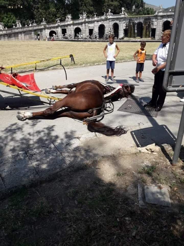 Cavallo del servizio carrozze muore alla Reggia di Caserta sotto lo sguardo dei turisti