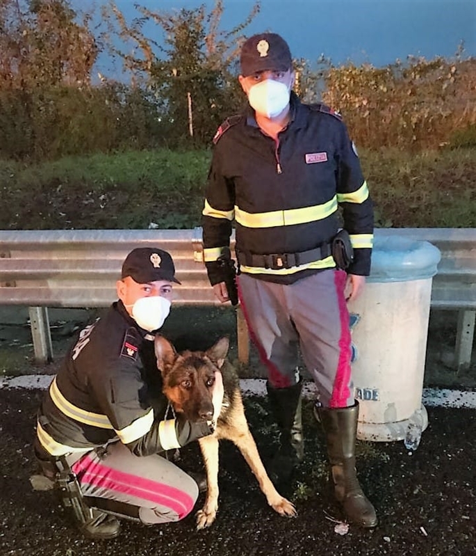 Agenti della Sottosezione autostradale di Napoli Nord salvano un cane legato al guardrail dell’autostrada A1