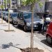 Fuorigrotta, cambia volto via Consalvo: piantati alberelli a basso fusto