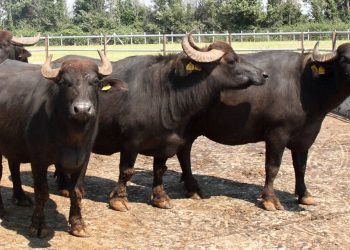 Tavolo della filiera latte di bufala, Coldiretti Campania: prosegue la lotta alla brucellosi e il lavoro per migliorare la qualità del latte
