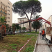 Fuorigrotta, rinasce Viale Augusto. Continua la piantumazione di palme Washingtonia robusta e Chamaerops humilis