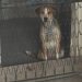 Rinvenuto cane in pessime condizioni