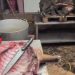 Macellavano abusivamente carne di cinghiale