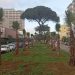 In via di ultimazione la riqualificazione del verde di Viale Augusto